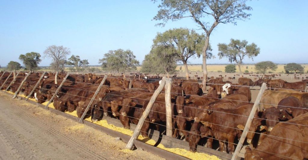 feed lot
